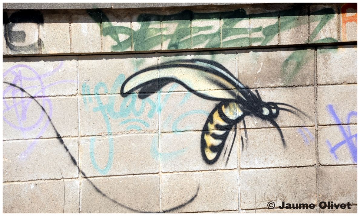 G1295 � Jaume Olivet