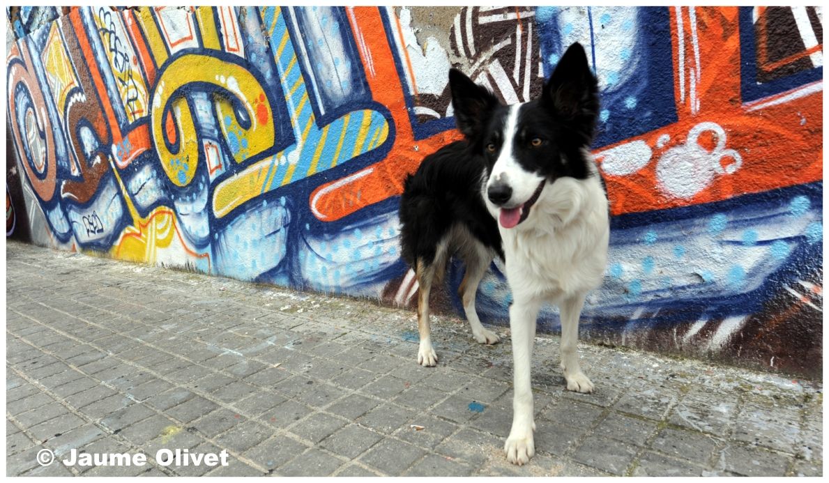 G1406 � Jaume Olivet