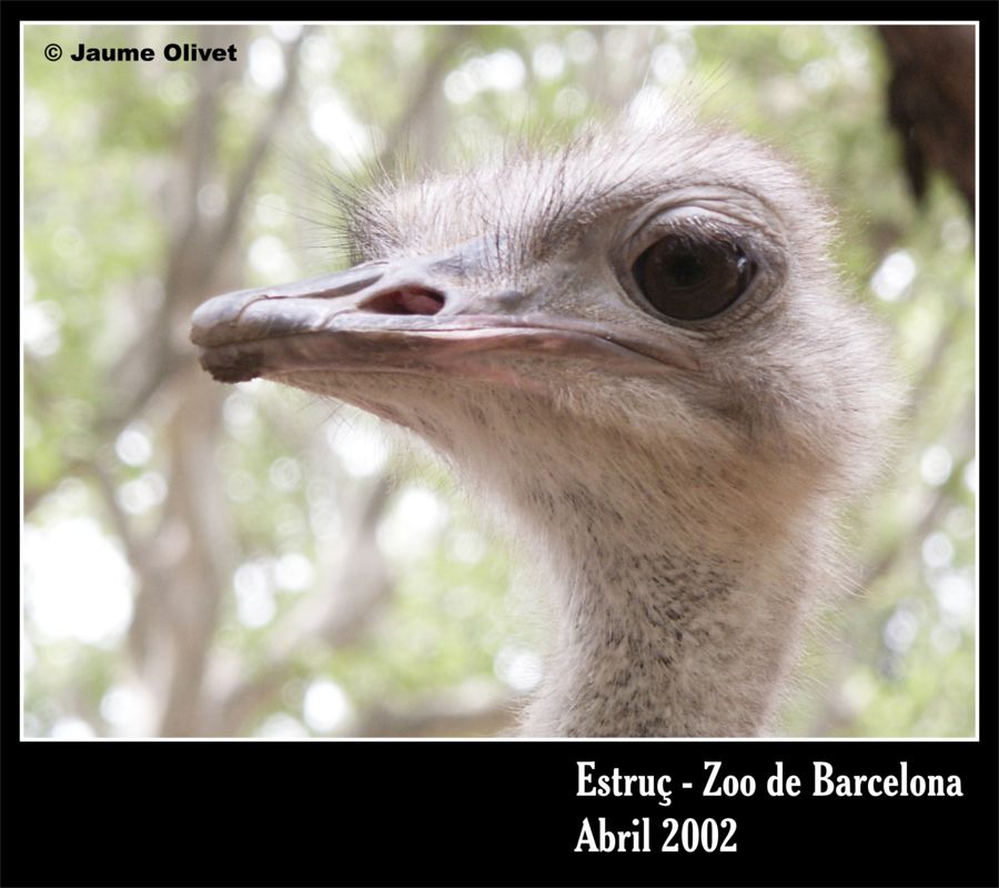 © Jaume Olivet