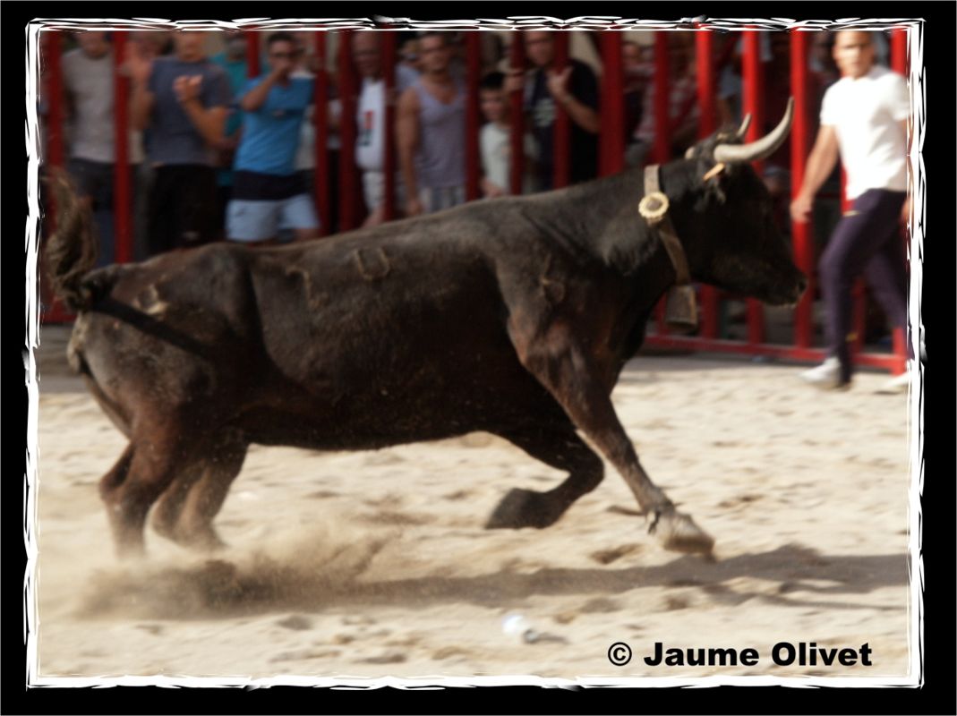 � Jaume Olivet 2013