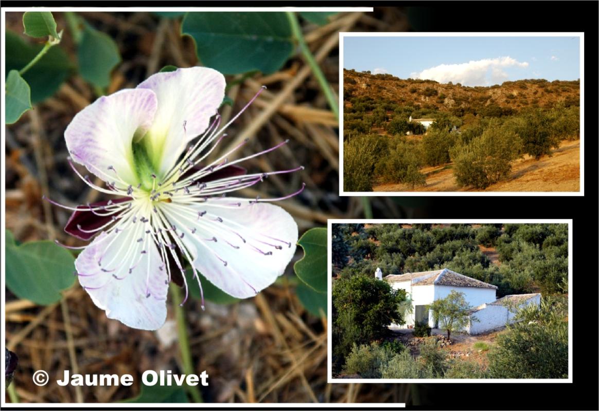 � Jaume Olivet 2009