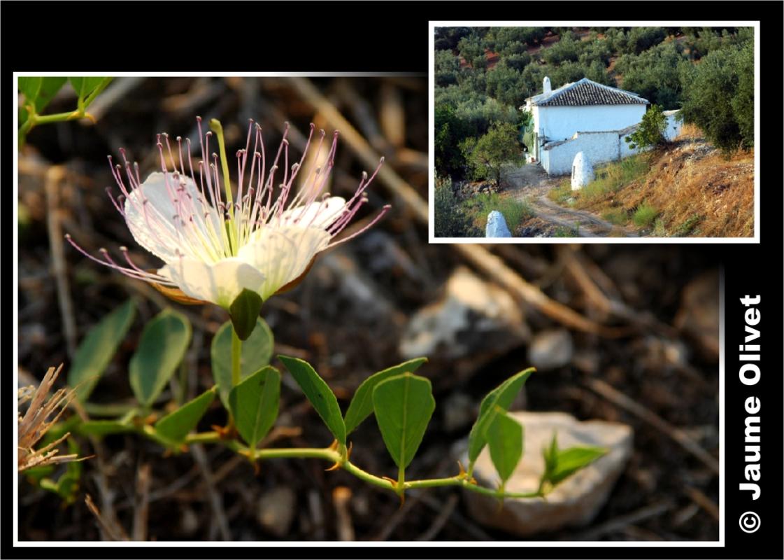 � Jaume Olivet 2009