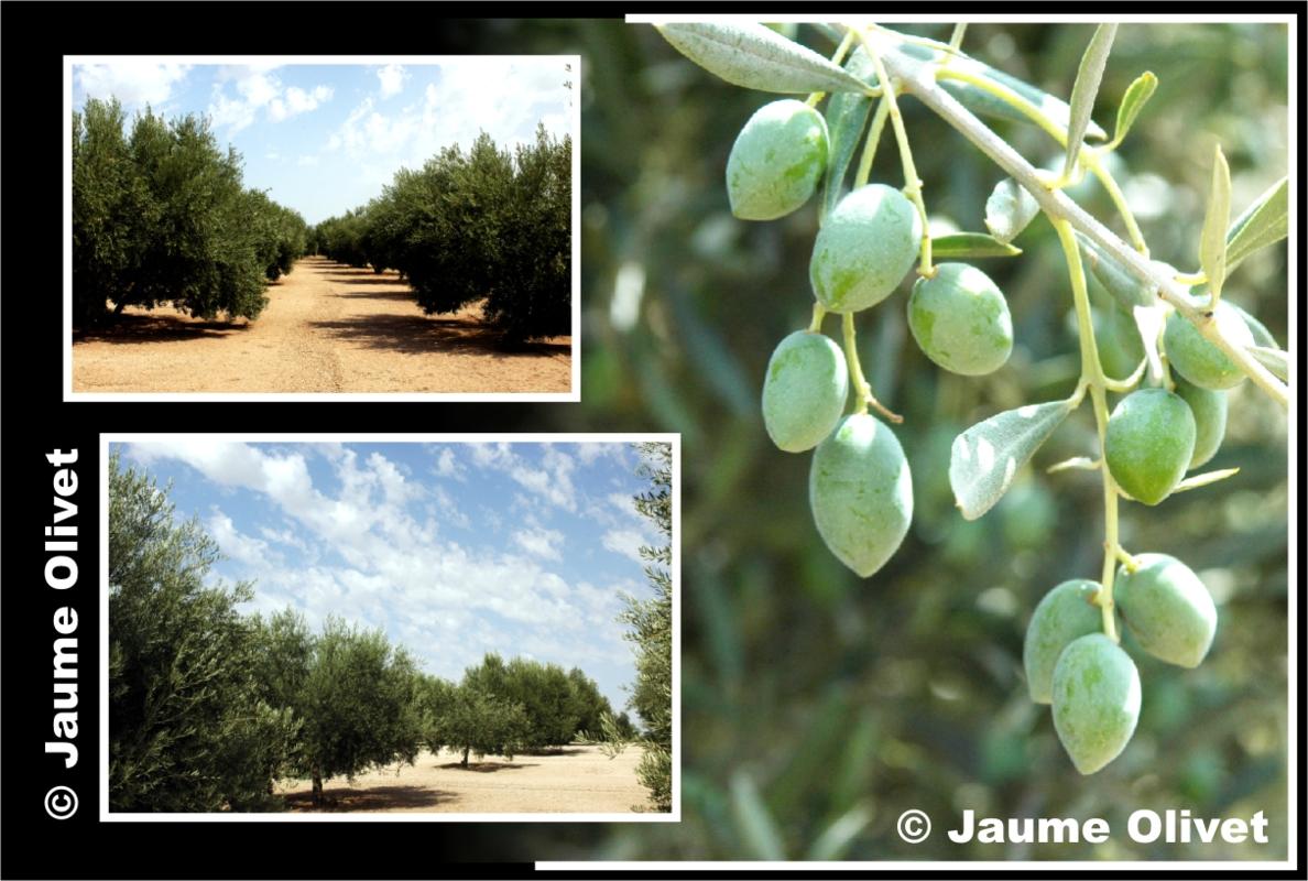 � Jaume Olivet 2009