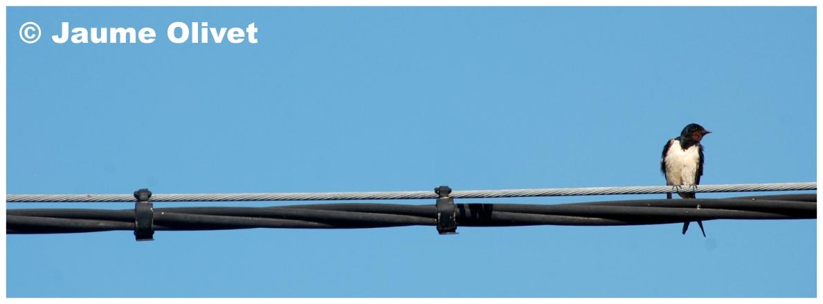 � Jaume Olivet 2009