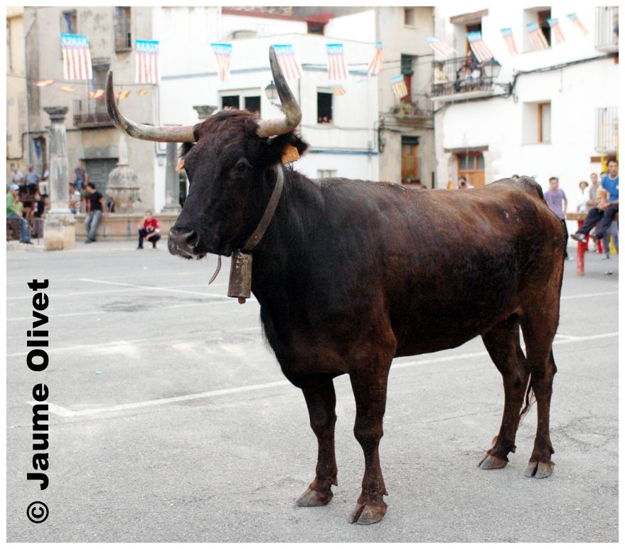 � Jaume Olivet 2009