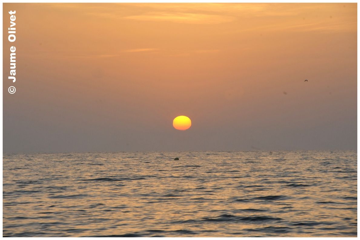 � Jaume Olivet 2010