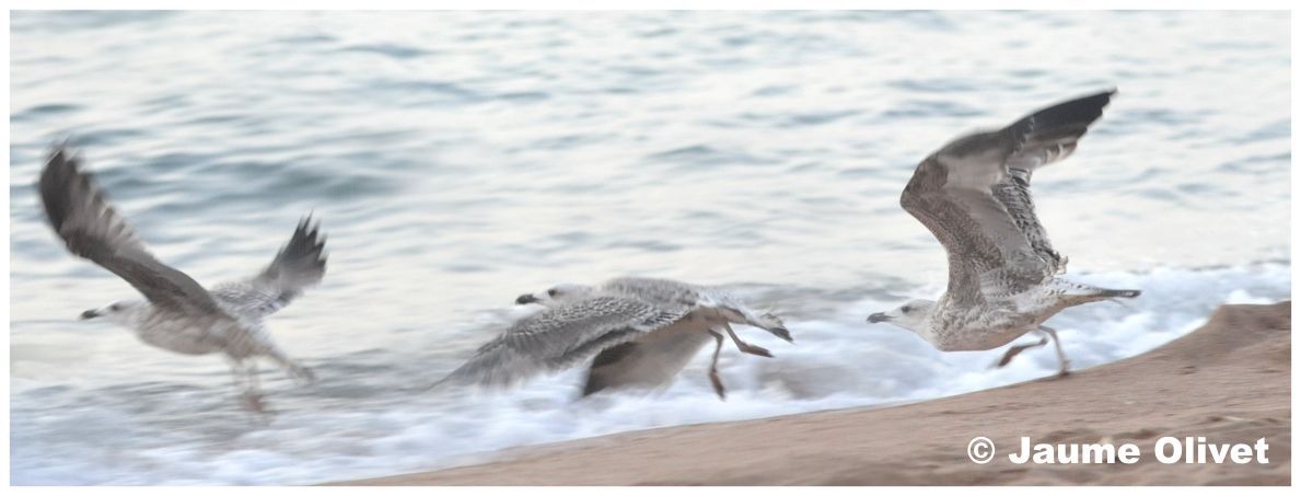 � Jaume Olivet 2010