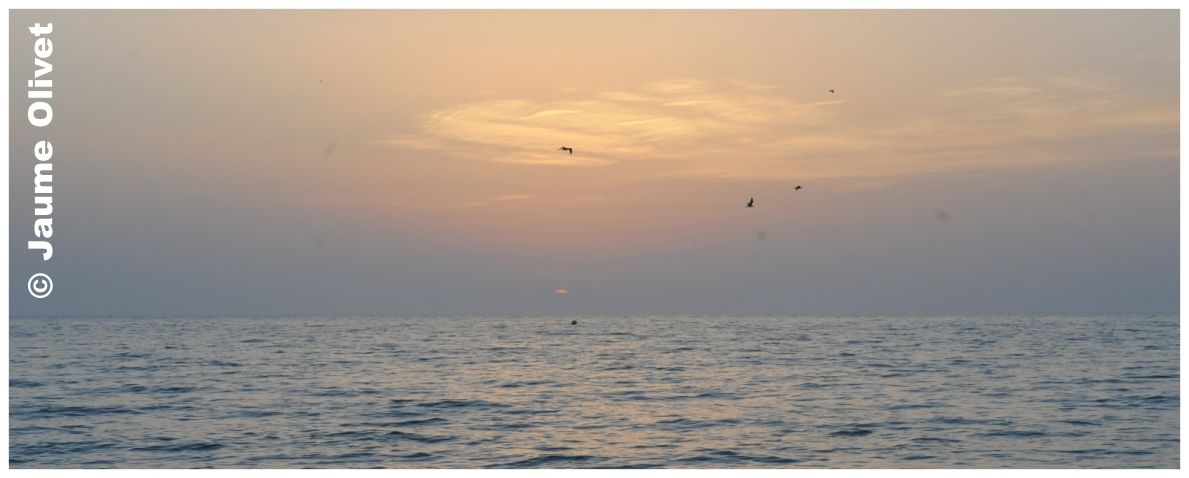 � Jaume Olivet 2010