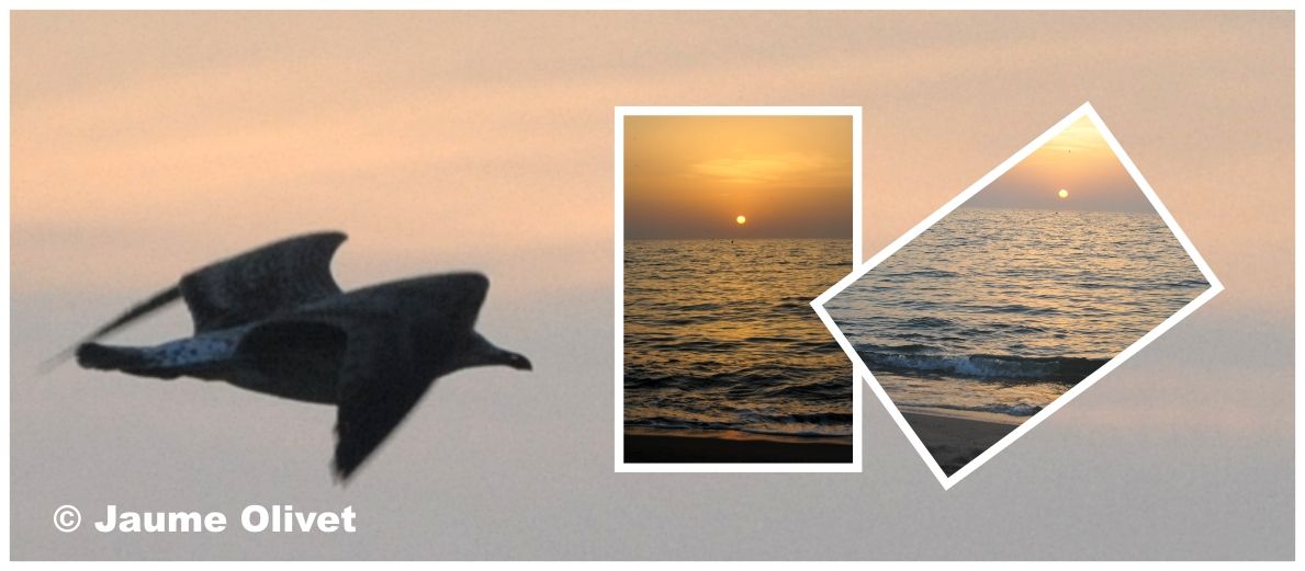 � Jaume Olivet 2010