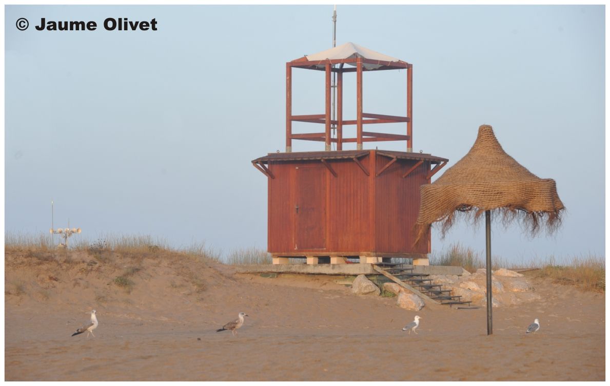 � Jaume Olivet 2010