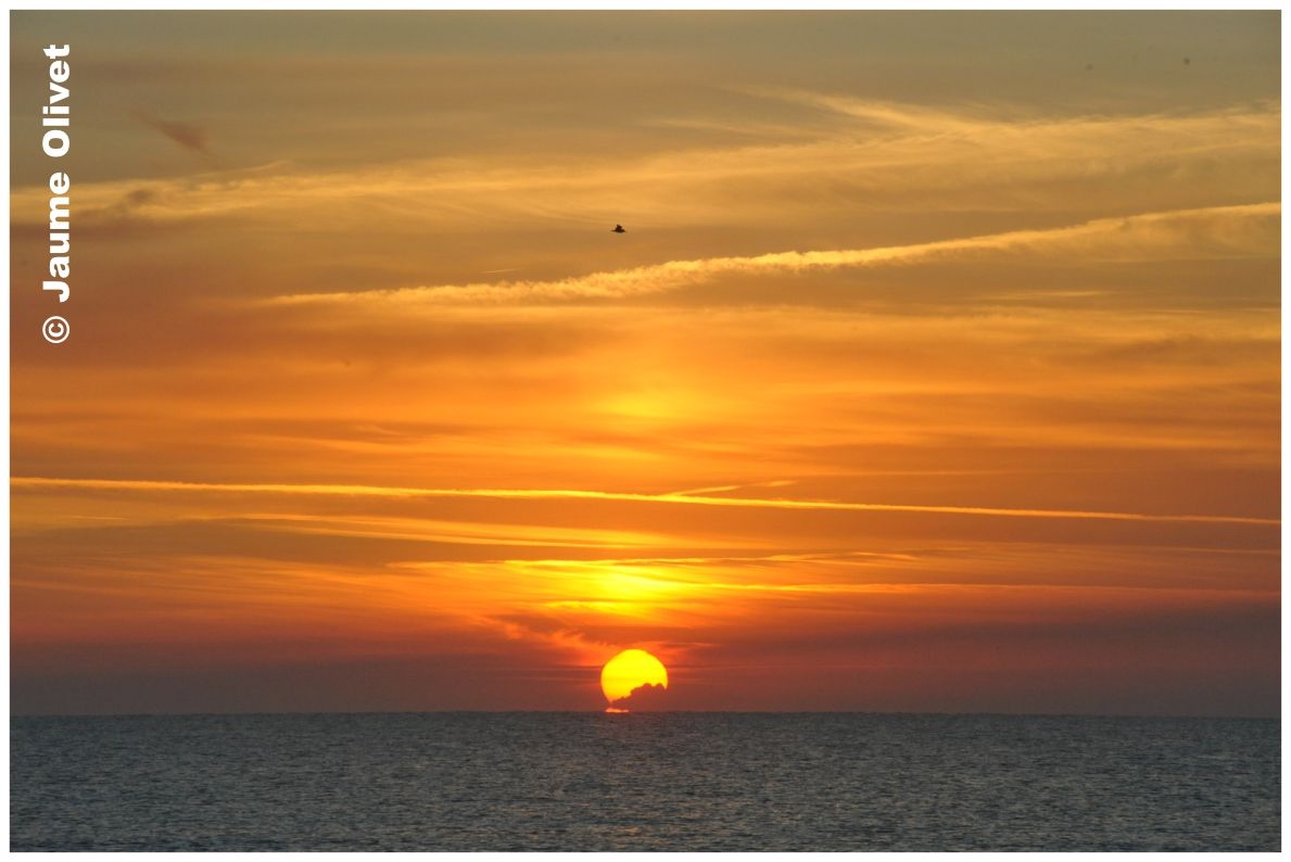 � Jaume Olivet 2010