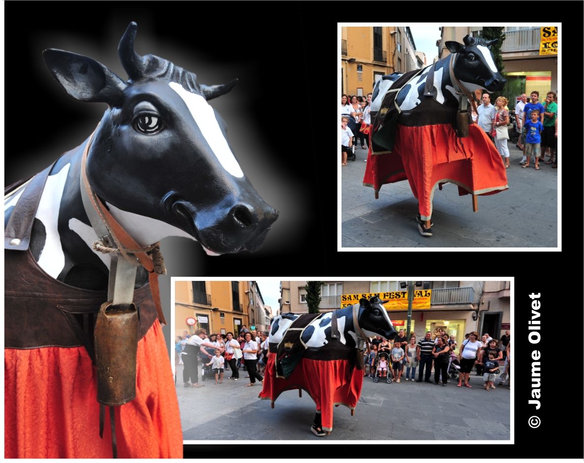 drac_0020 � Jaume Olivet