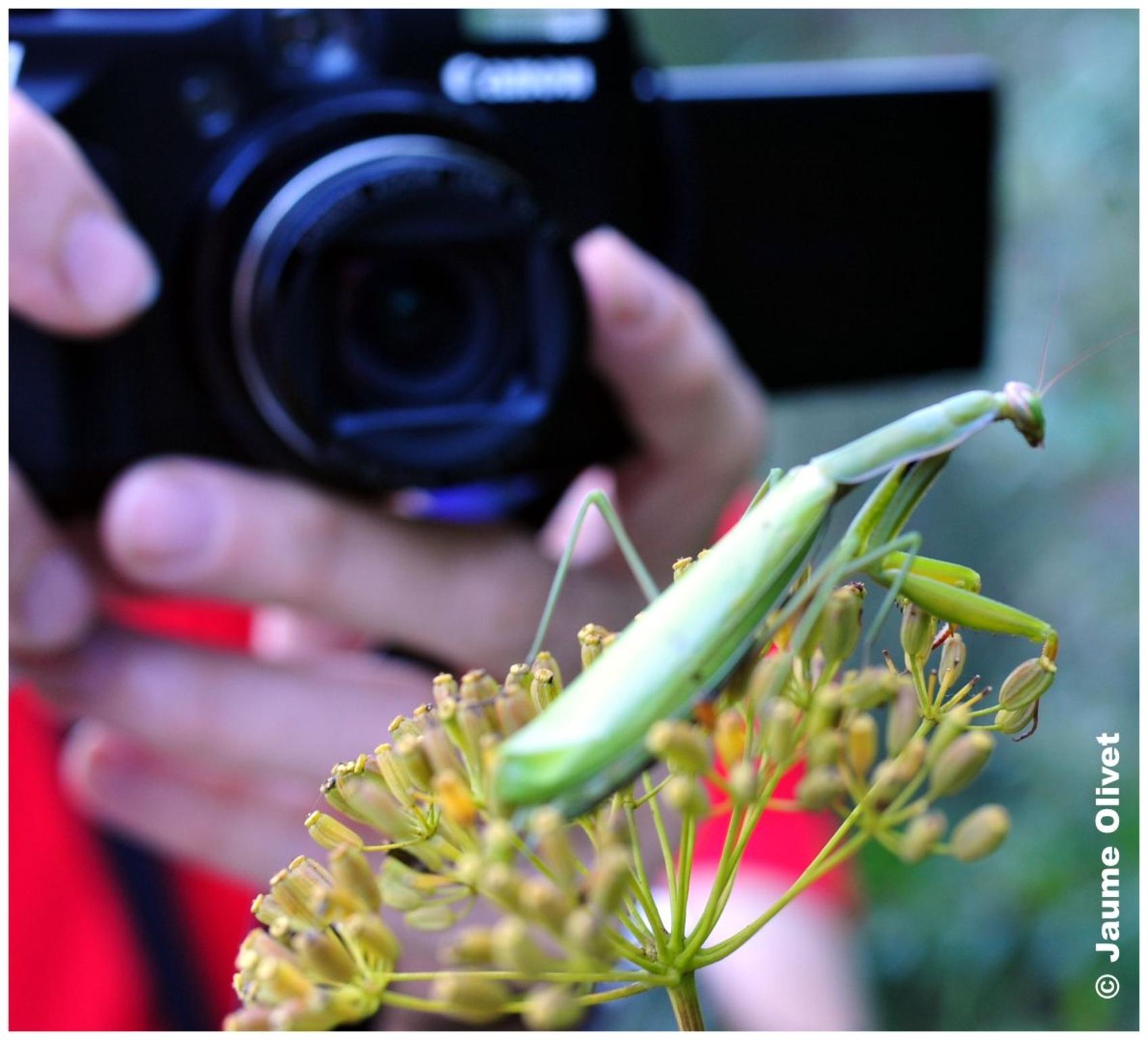 � Jaume Olivet 2011