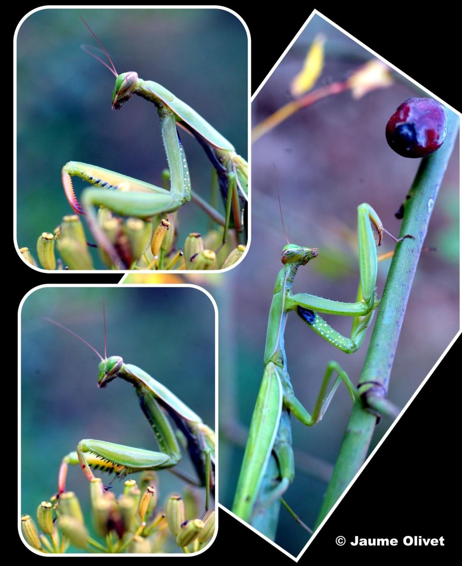 � Jaume Olivet 2011