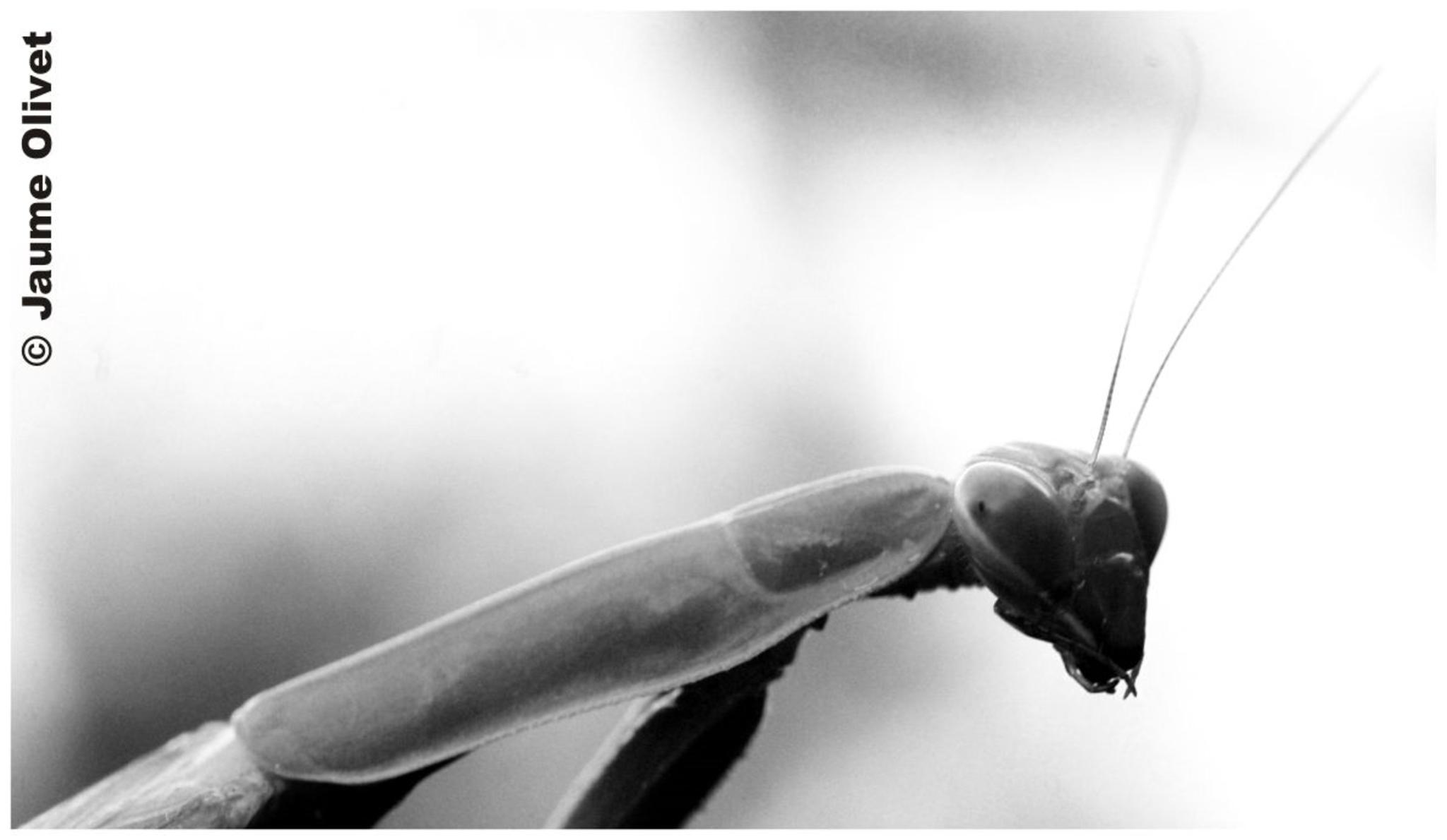 � Jaume Olivet 2011