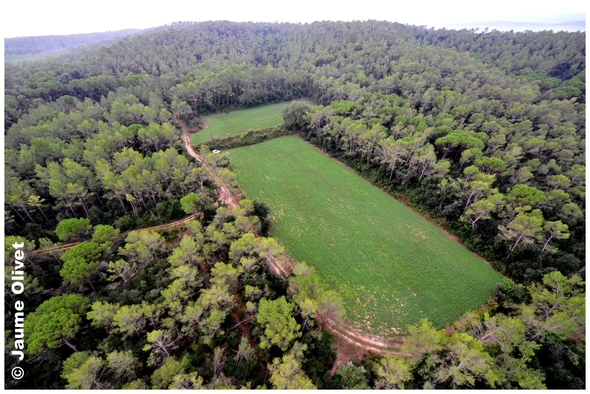 Globo_0507 � Jaume Olivet