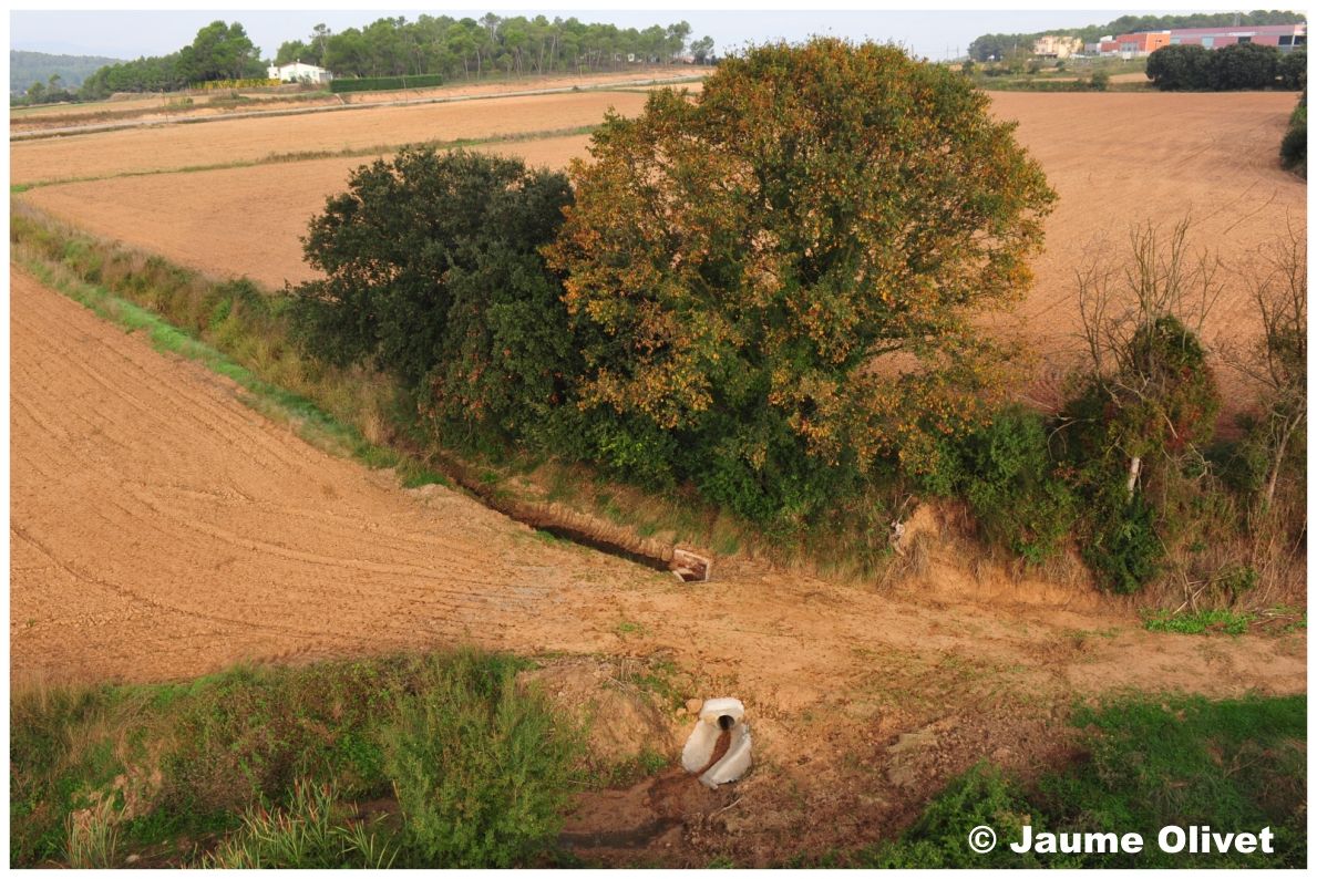 Globo_0813 � Jaume Olivet