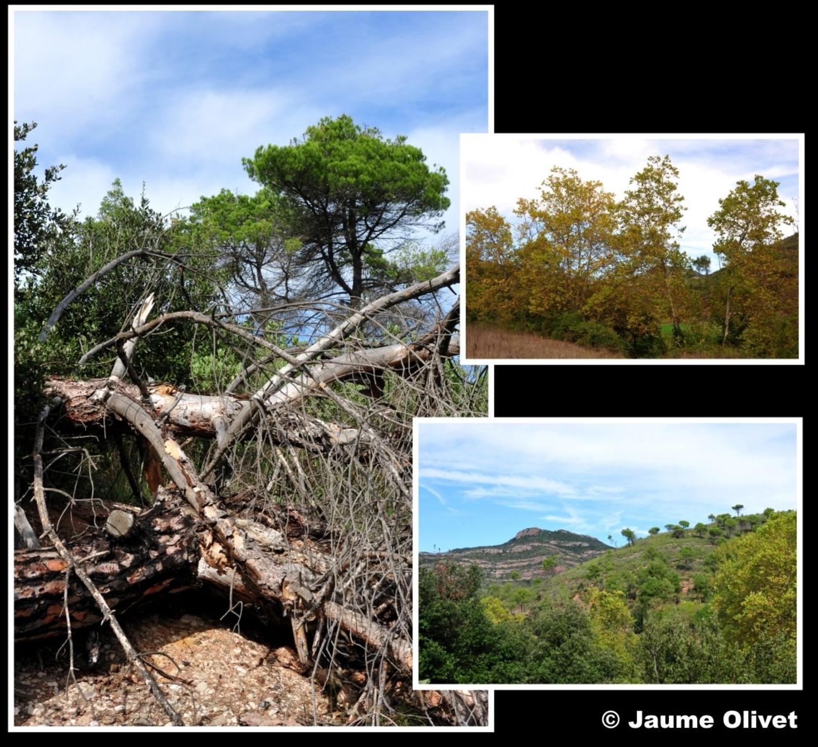 � Jaume Olivet 2012