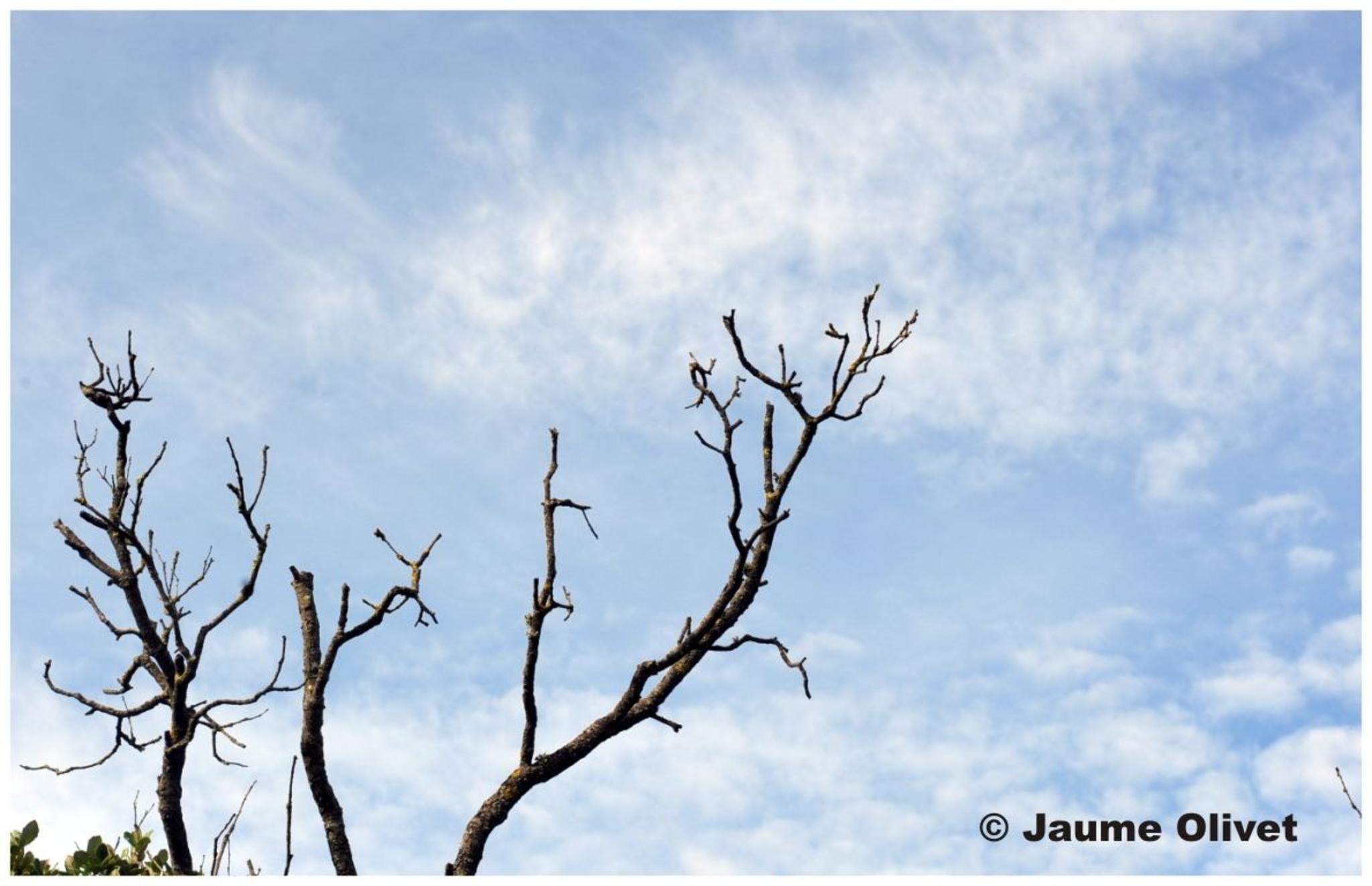 � Jaume Olivet 2012