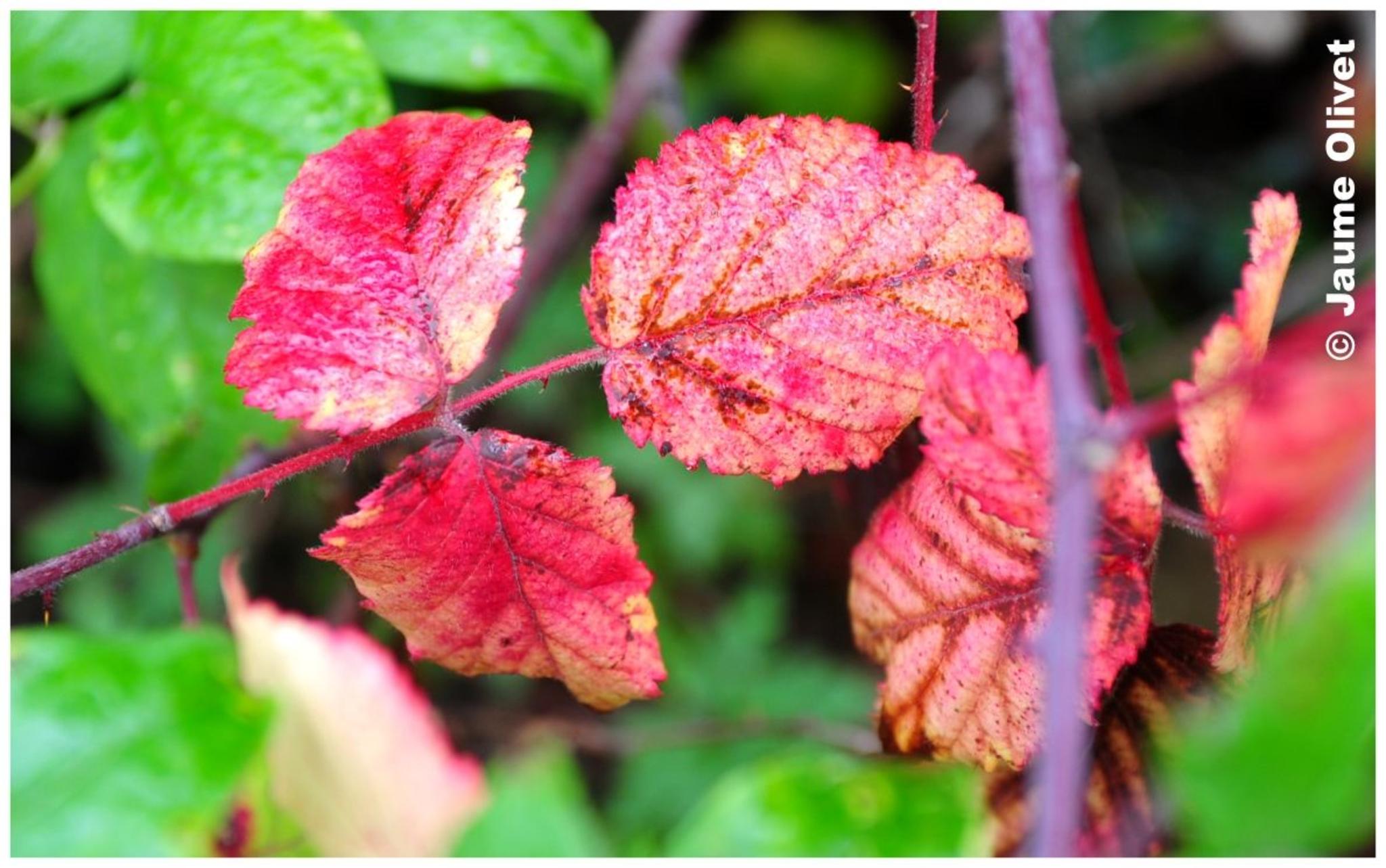 � Jaume Olivet 2012