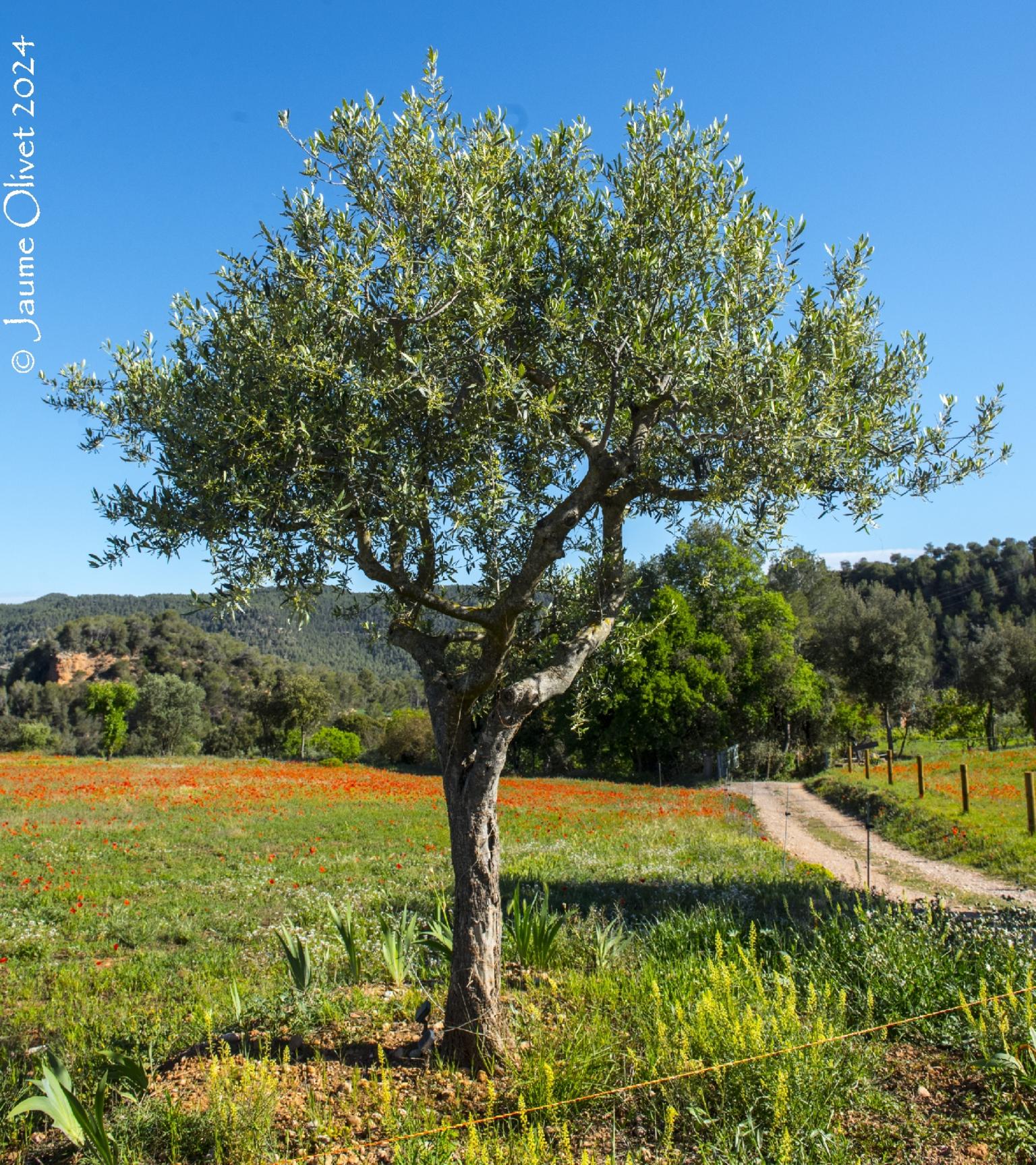  Jaume Olivet 2024