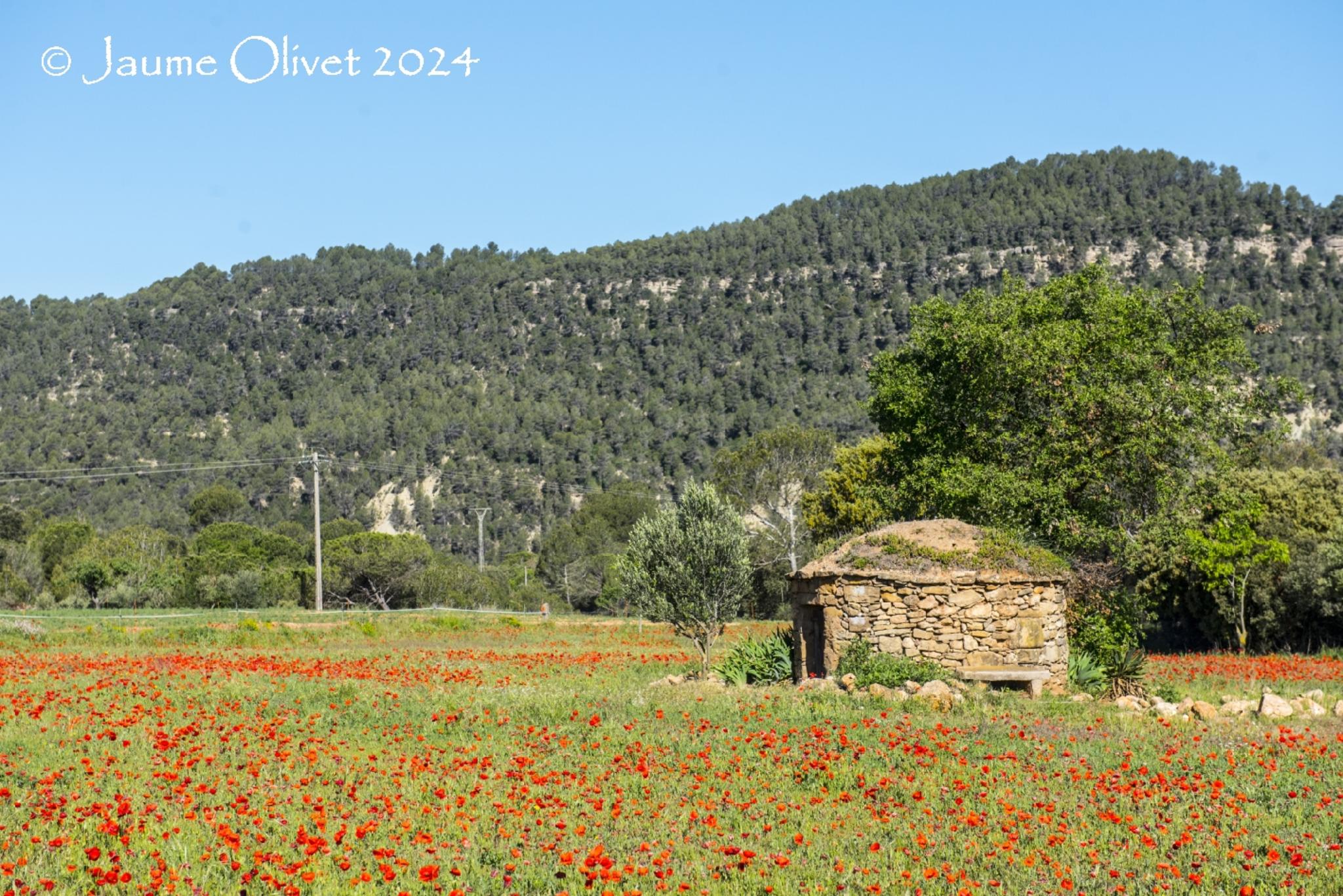  Jaume Olivet 2024