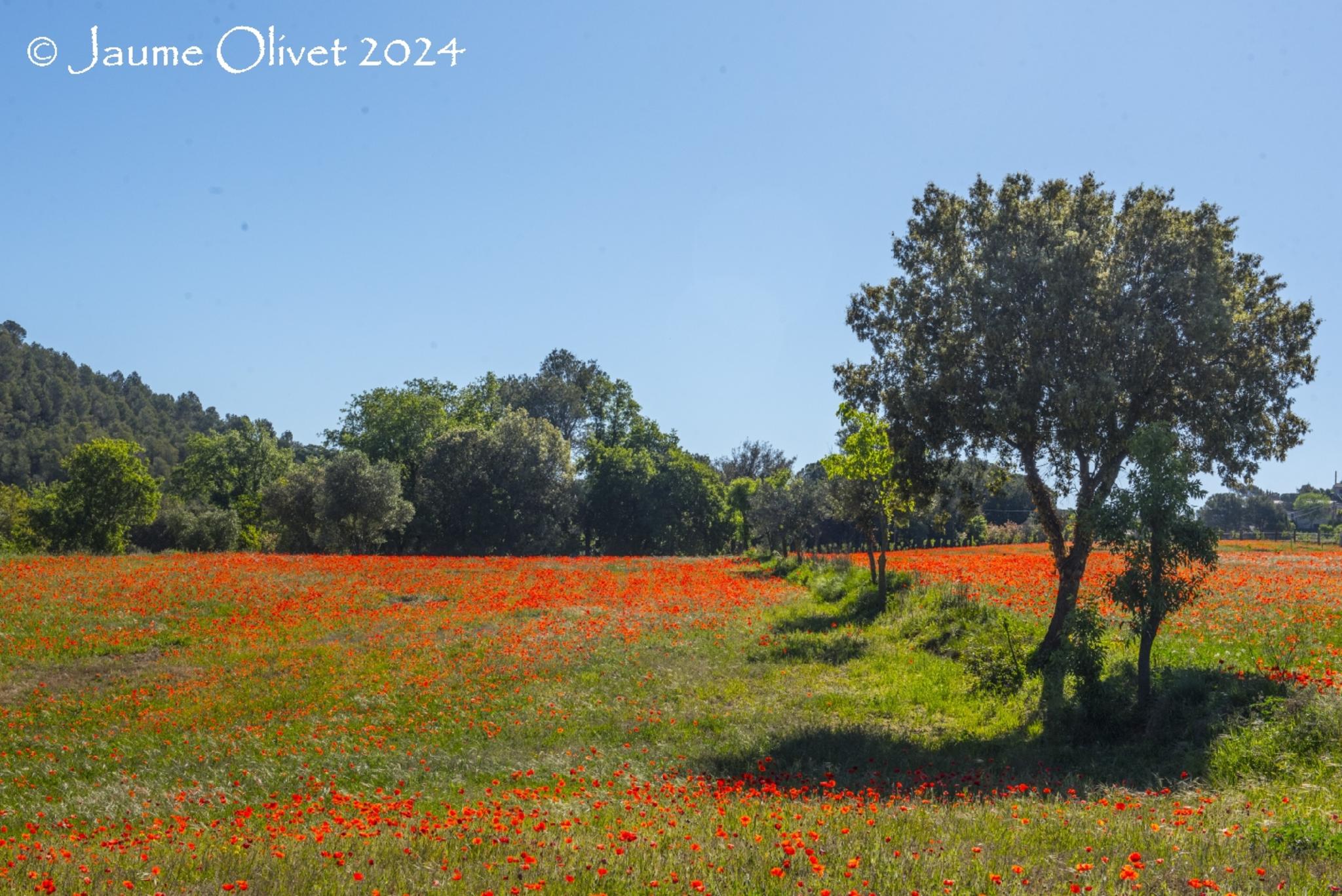  Jaume Olivet 2024