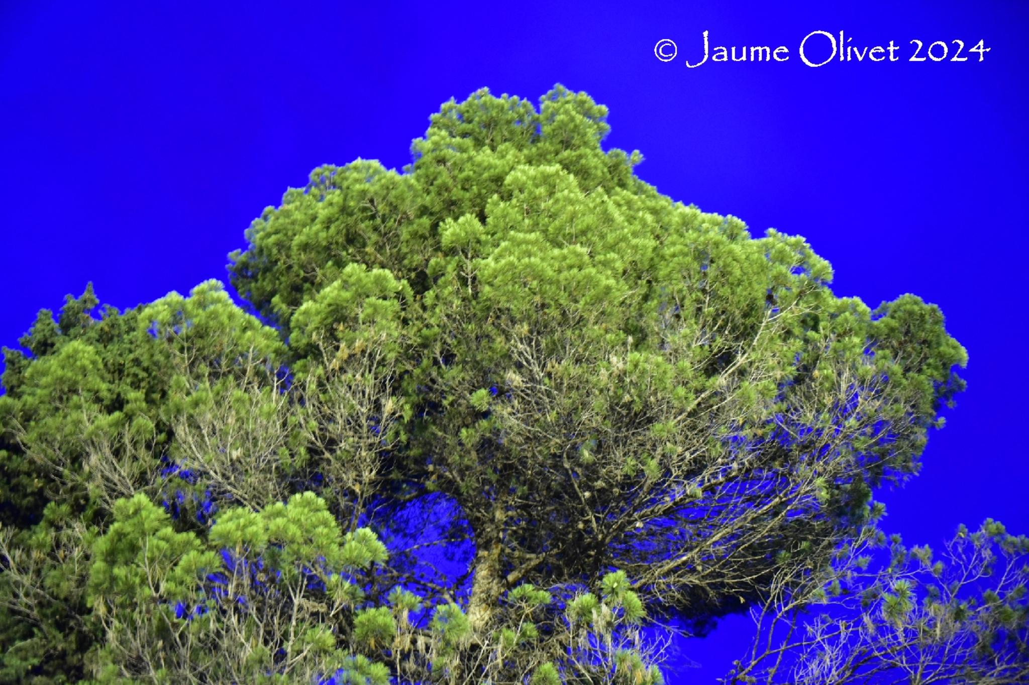 Jaume Olivet 2024