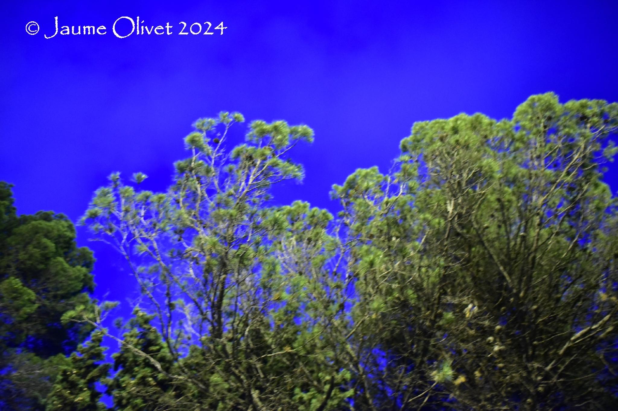  Jaume Olivet 2024