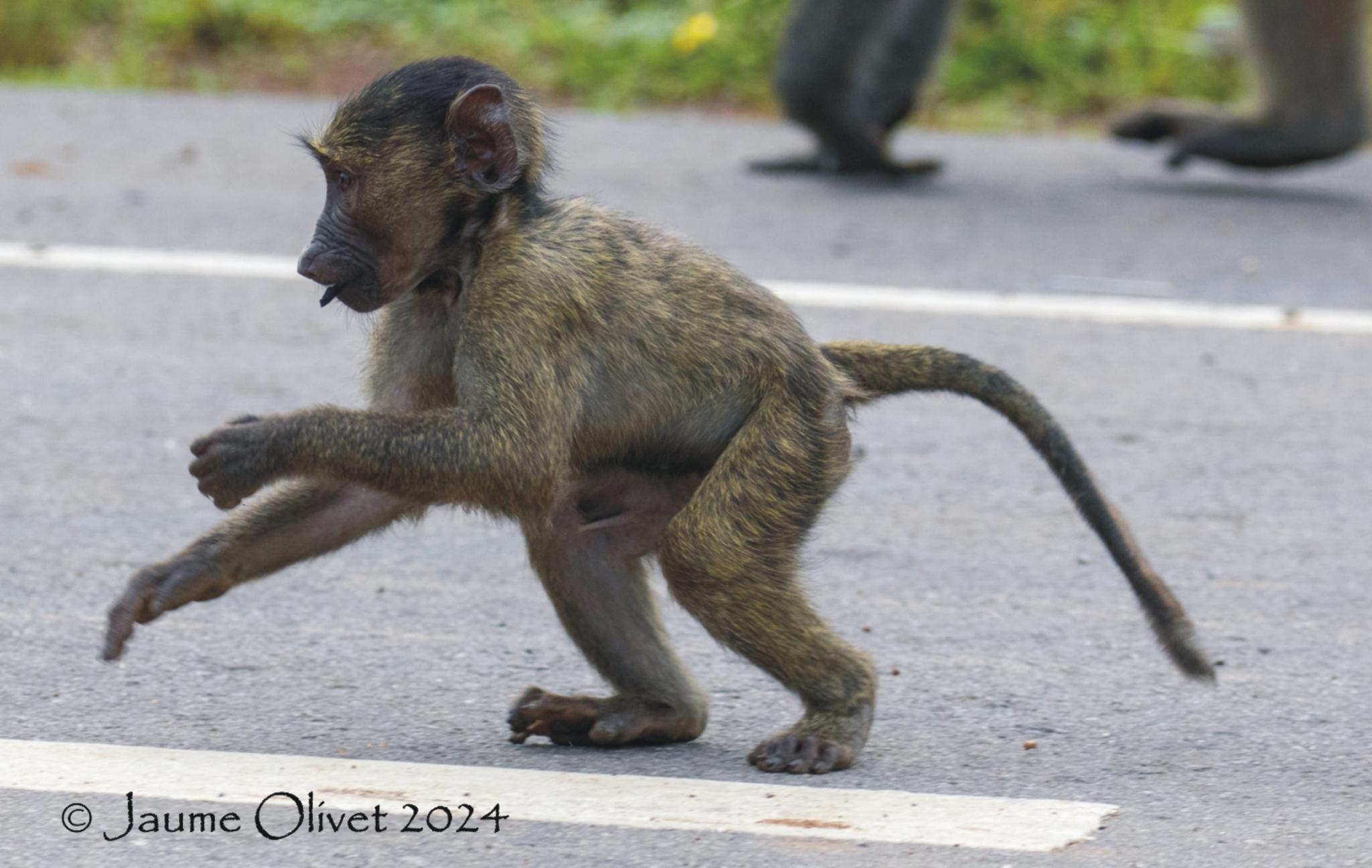  Jaume Olivet 2024