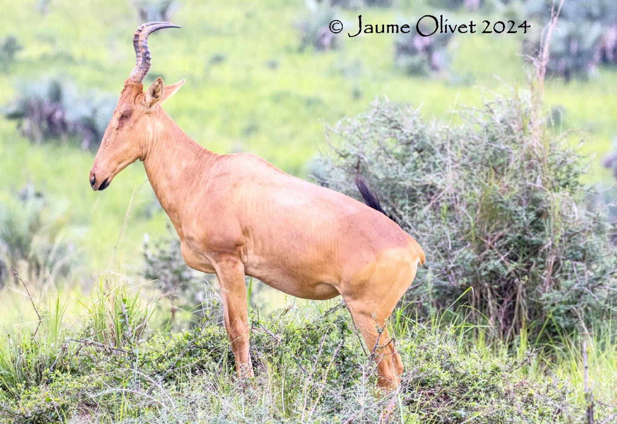  Jaume Olivet 2024