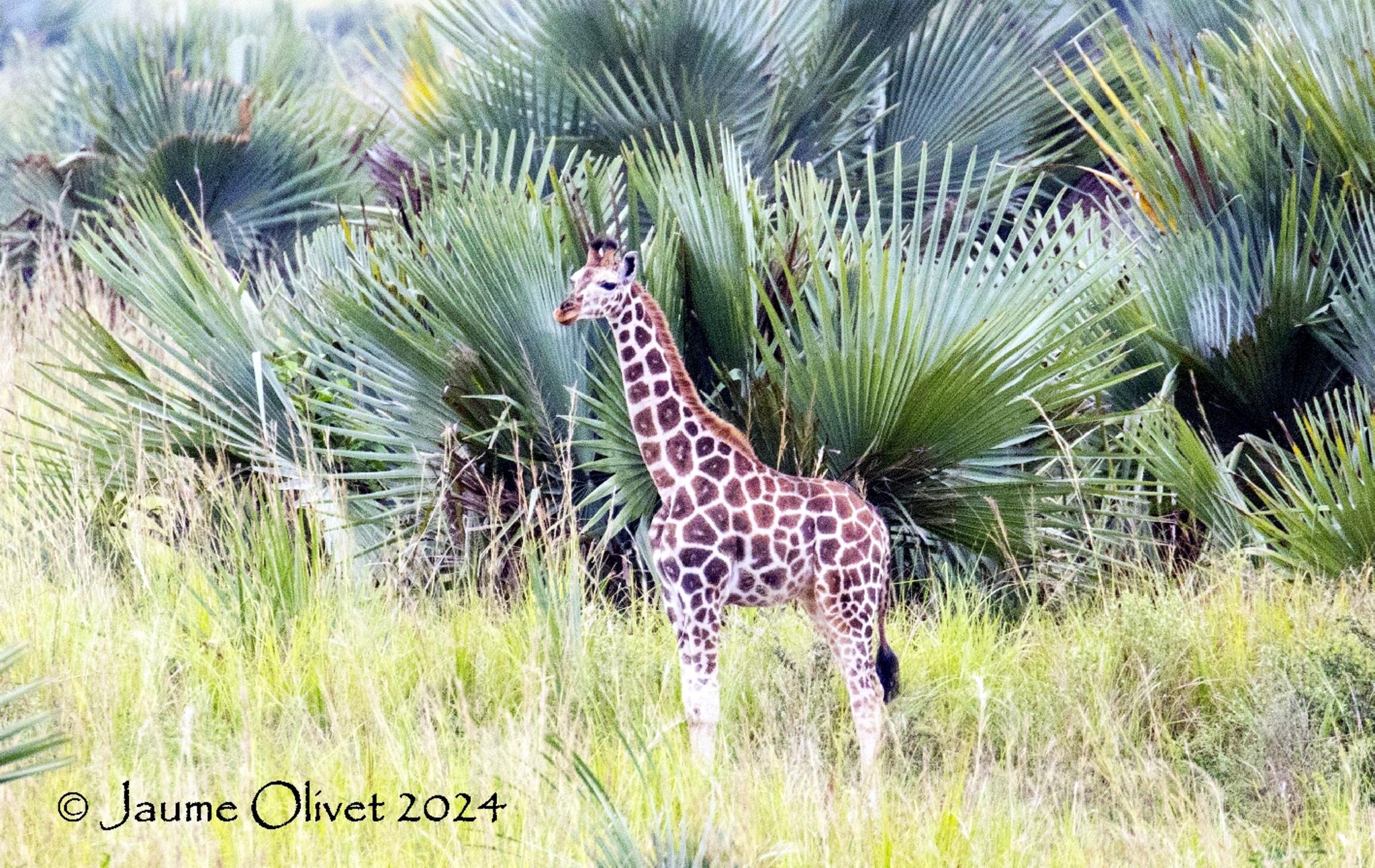  Jaume Olivet 2024