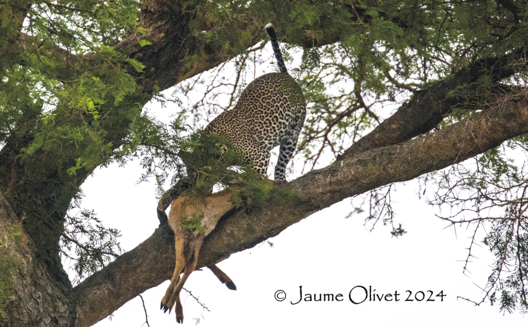  Jaume Olivet 2024