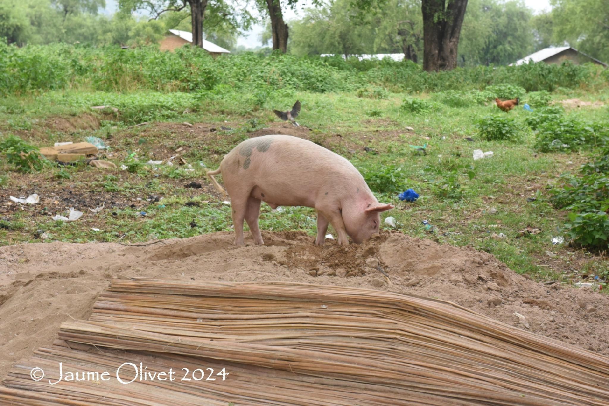  Jaume Olivet 2024