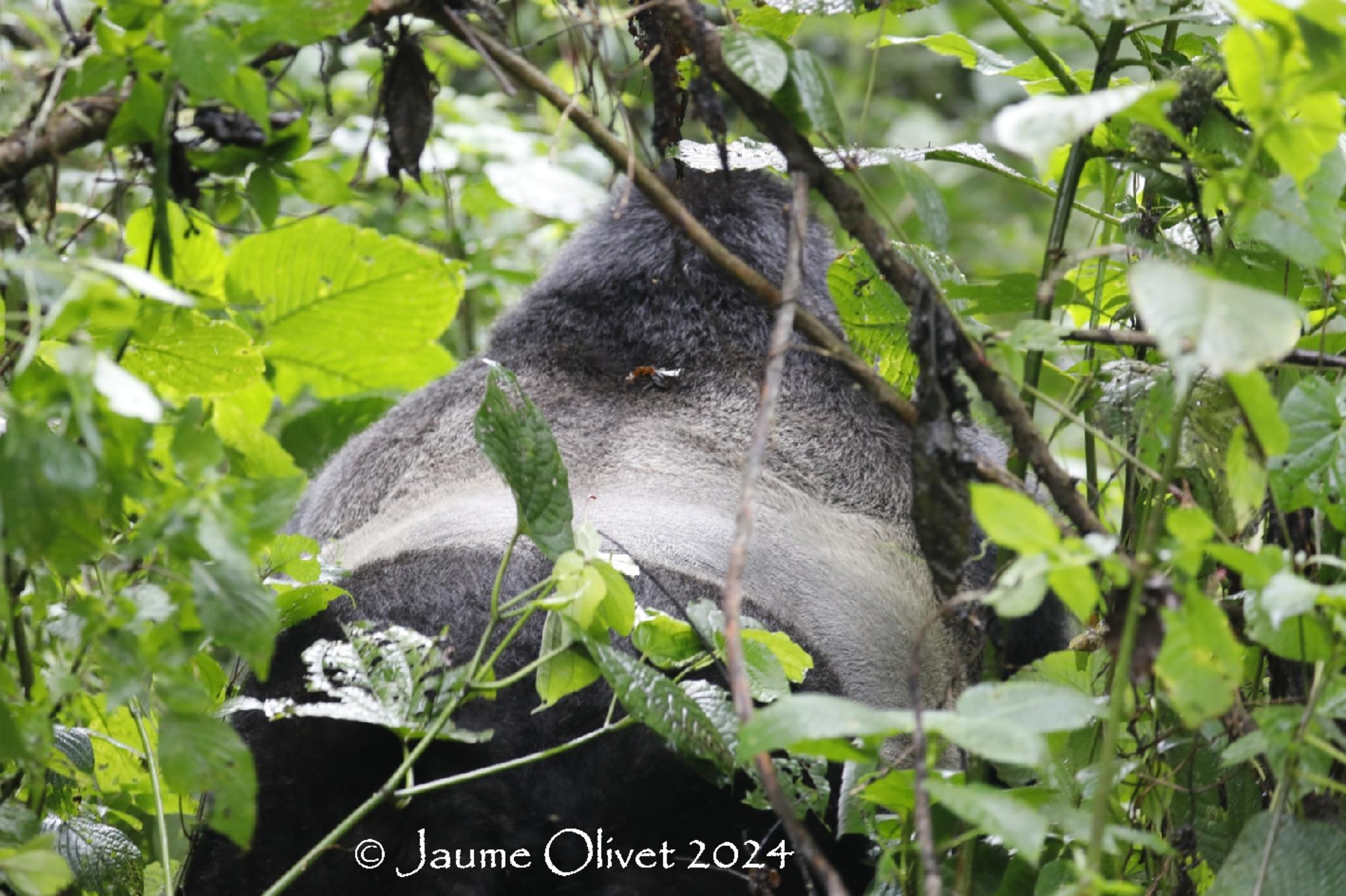  Jaume Olivet 2024