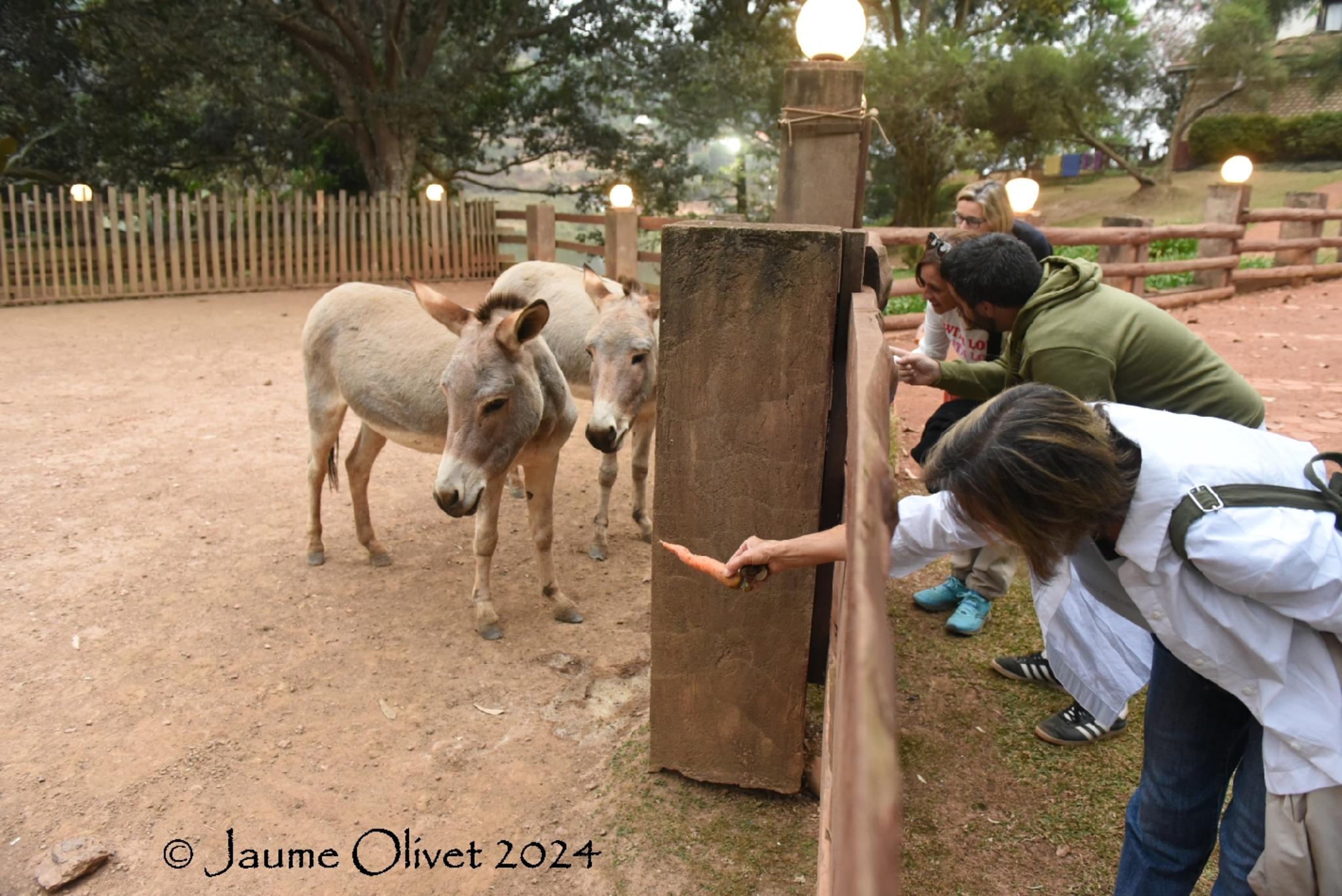  Jaume Olivet 2024