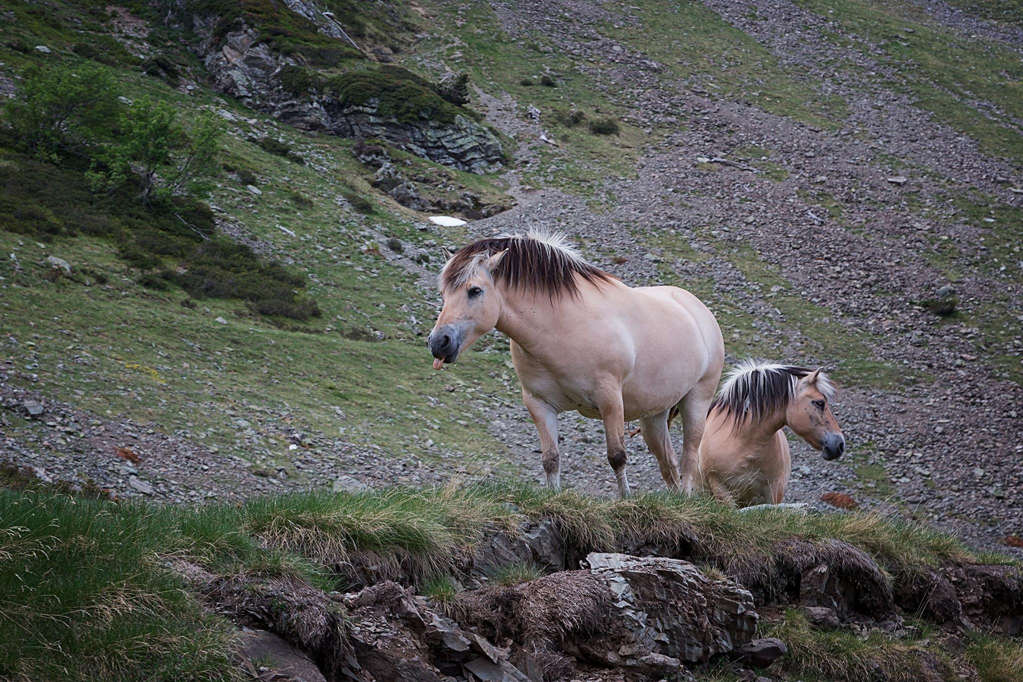 � Jaume Jov� 2025