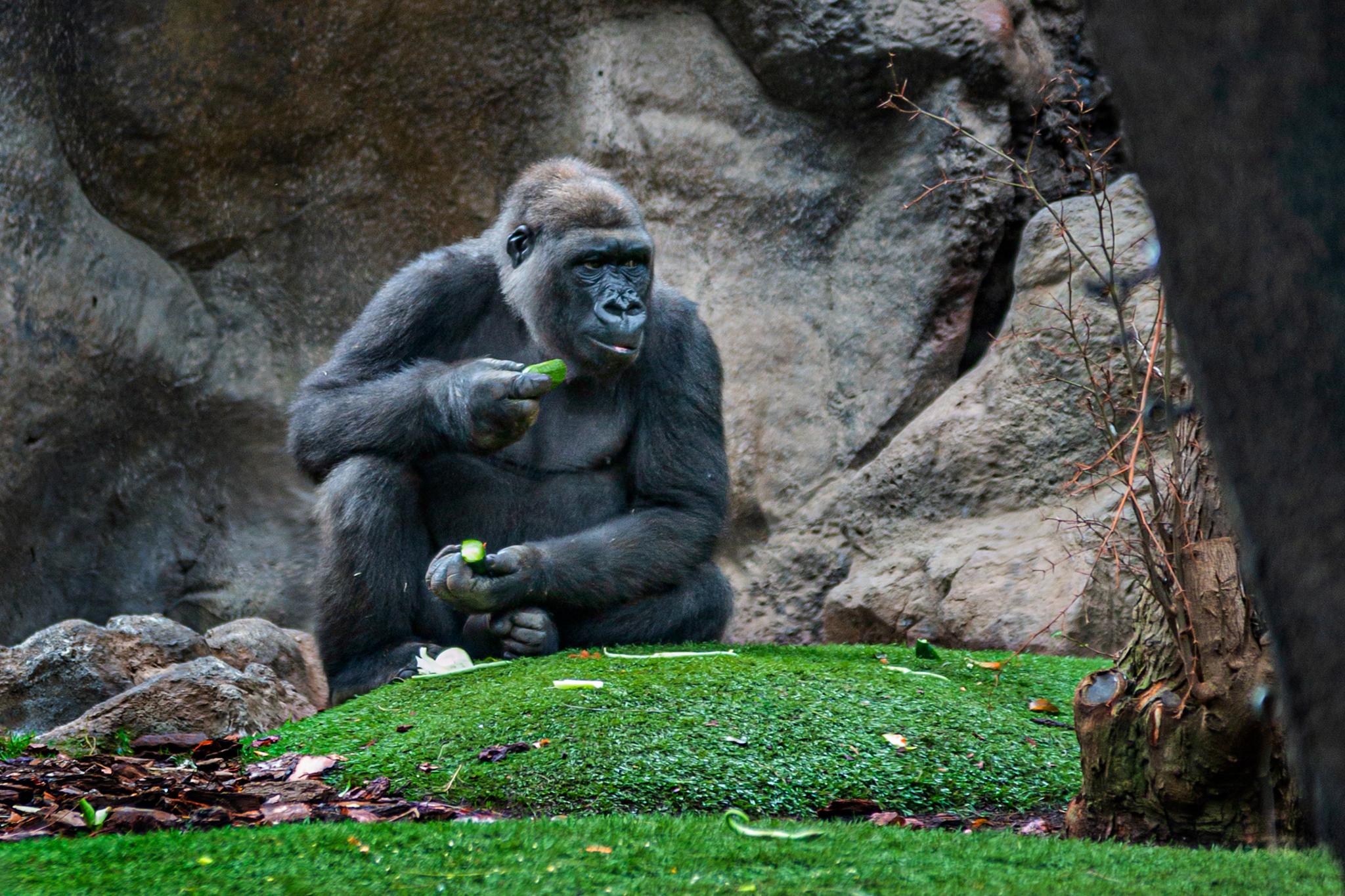 � Jaume Jov� 2026