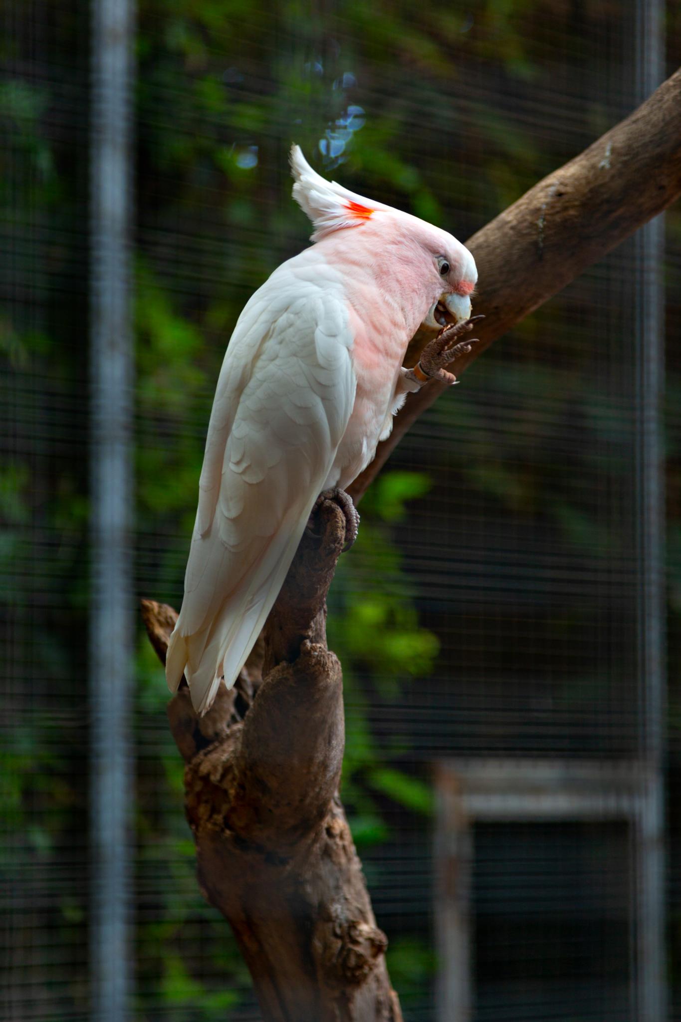 � Jaume Jov� 2026