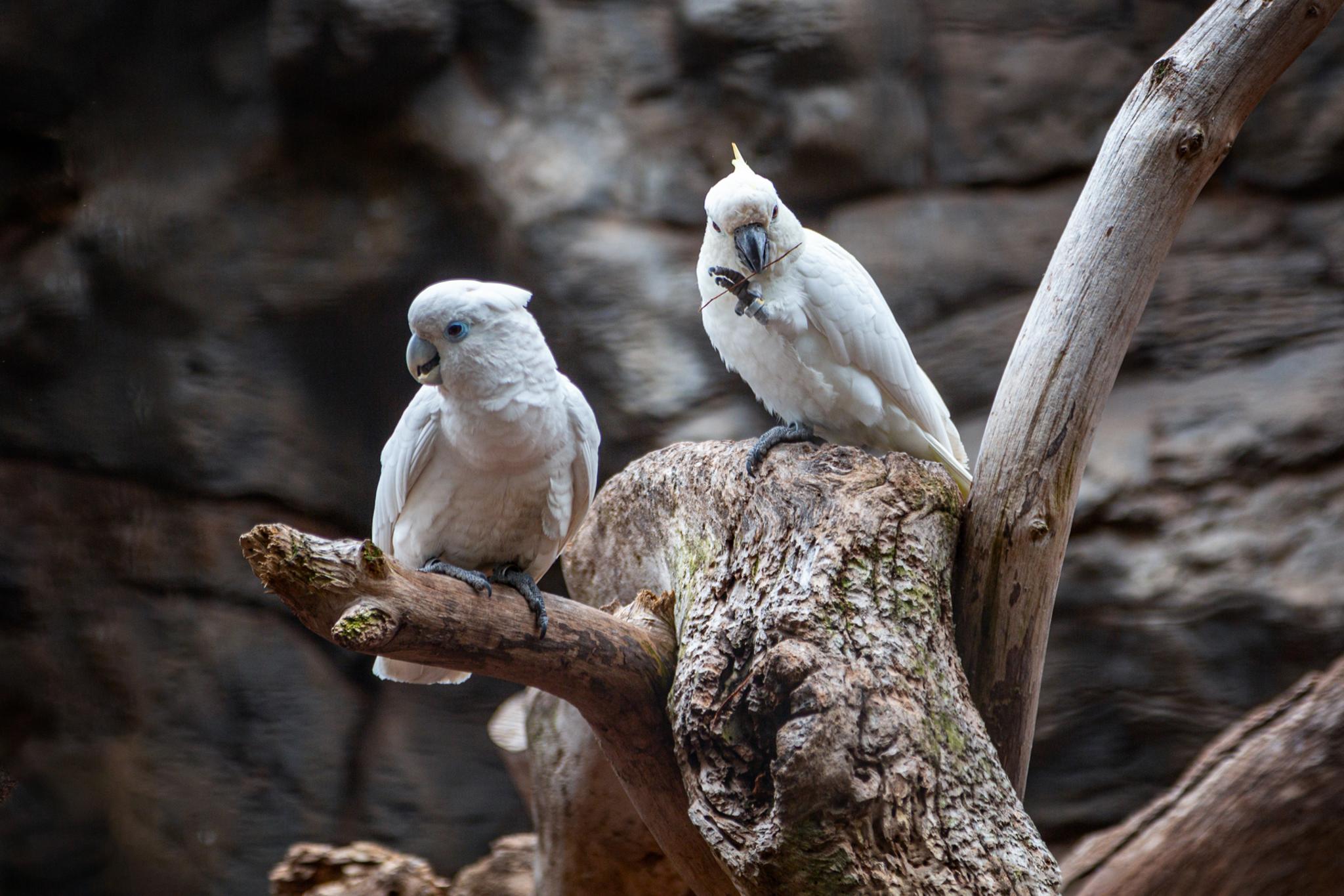 � Jaume Jov� 2026