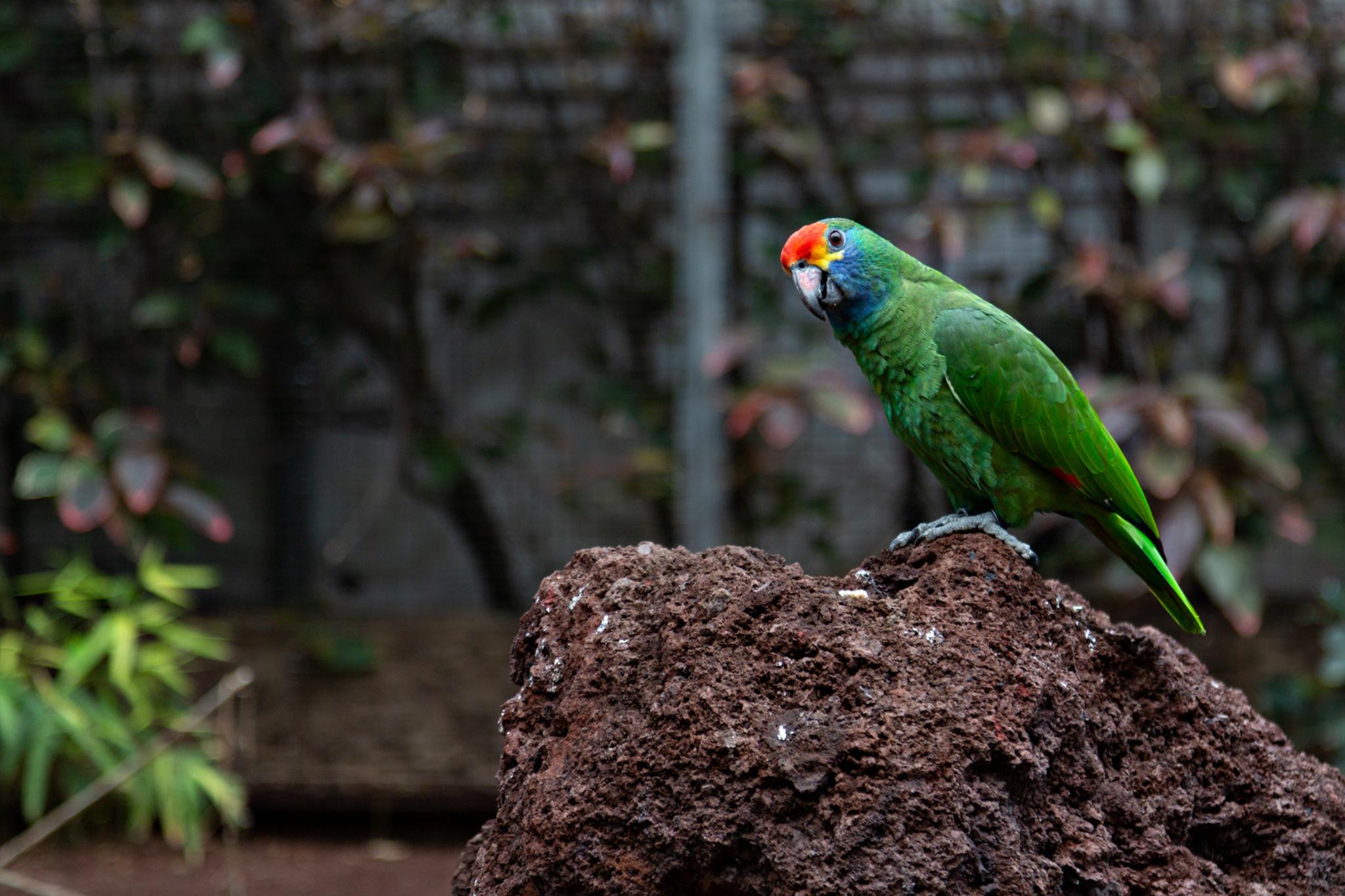 � Jaume Jov� 2026