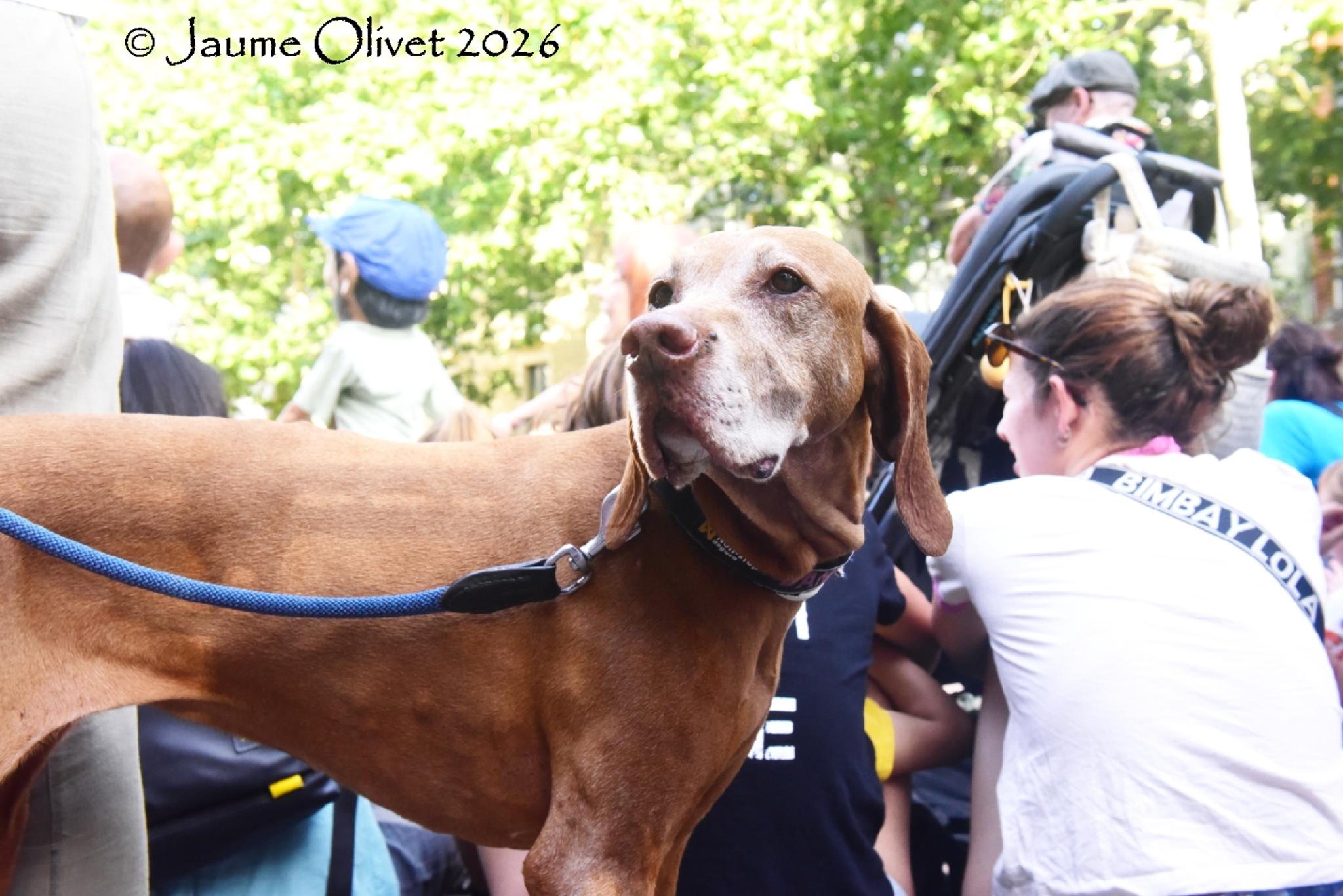 © Jaume Olivet 2026