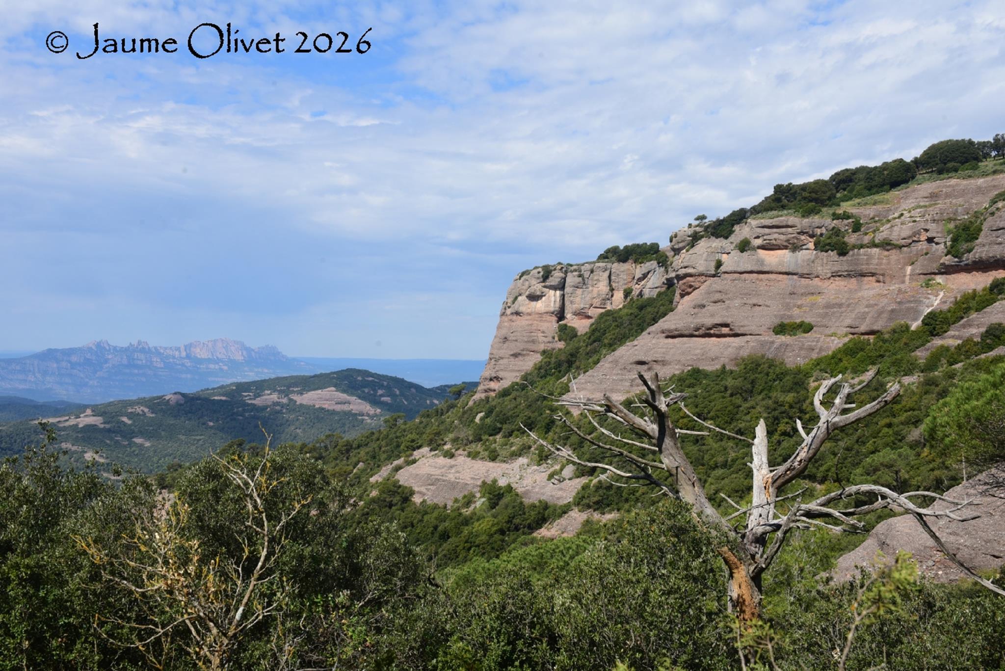 � Jaume Olivet 2026