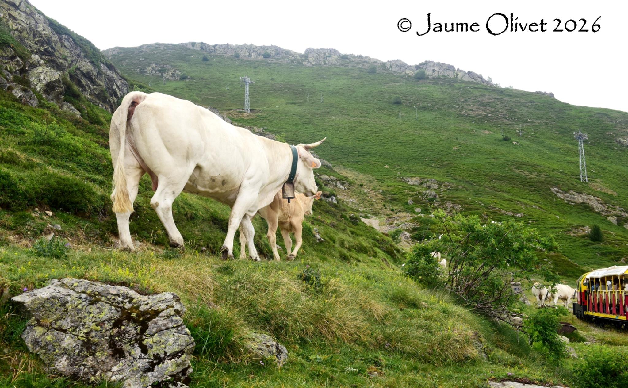� Jaume Olivet 2026
