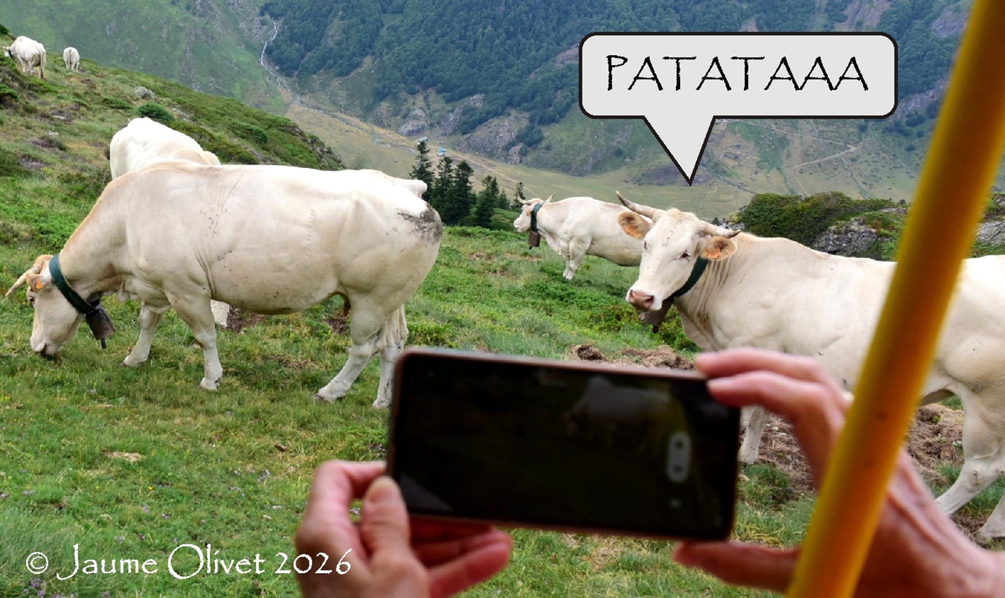 � Jaume Olivet 2026